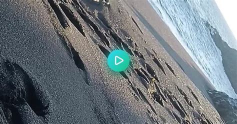 Beach Fuck Porn Videos 